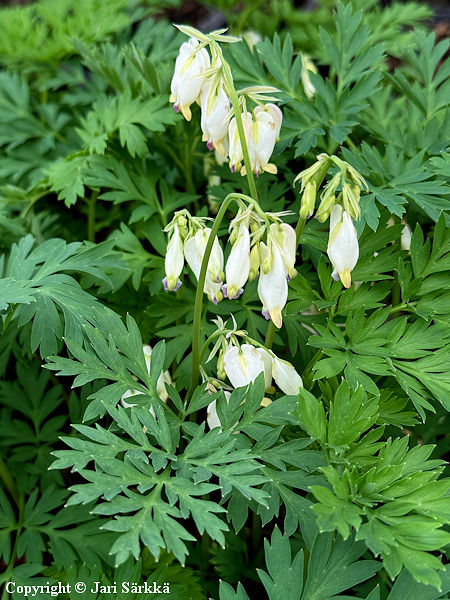 Dicentra Formosa-Ryhmä 'Aurora', purppurapikkusydän